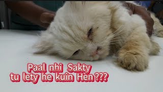 ik Masooma Sawal ? #viral #viralvideo #youtubeshorts #straycat #street