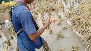 mangkat nyetrum ikan gabus di sawah bikin ngiler  Alhamdulillah dapat banyak