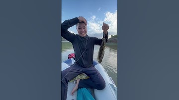 Lure nhái nổi bao phê ae ạ#lure#cauca #xuhuong @loan.ca.12