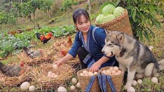 A Full Day on the Farm:  Collecting Fresh Eggs & Harvesting Cabbages for Market!