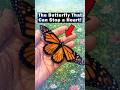 Wait, Monarchs are Poisonous?! 🦋 😱