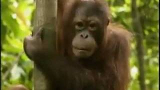 The Orangutans of Borneo