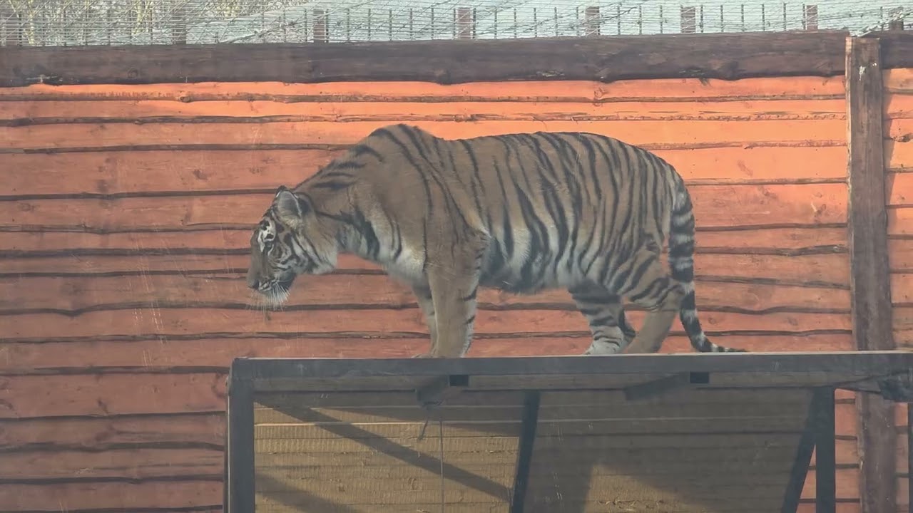 08.03.26г.Пока Шерханчик грелся на солнышке: Киара марширует,Симочка,Поршик,Цезарь,Бахт,гиена,сервал