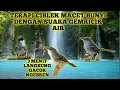 Suara Terapi Burung Ciblek Macet Bunyi Agar Kembali Gacor Ngebren Masteran Burung Ciblek Kristal Omkicau(.mp3 .mp4) Mp3 - Mp4 Download