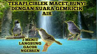 Suara TERAPI BURUNG CIBLEK MACET BUNYI AGAR KEMBALI GACOR NGEBREN || Masteran Burung Ciblek Kristal