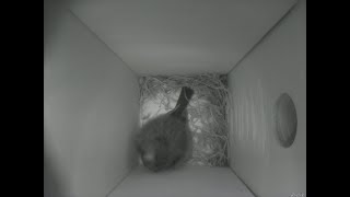 Nestbox 20180328/06:00 - 626 frames with movement