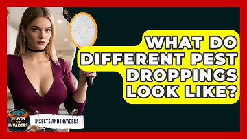 What Do Different Pest Droppings Look Like? - Insects and Invaders