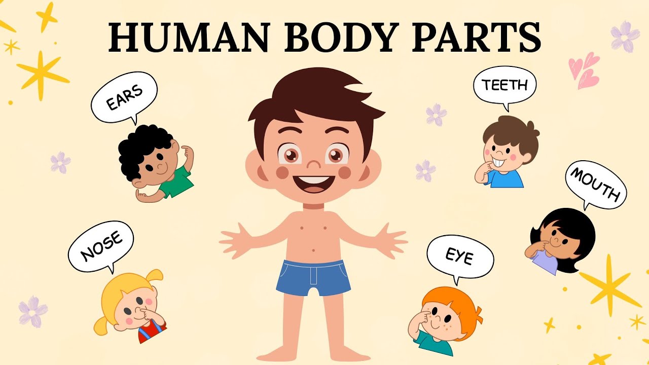 Learn Human Body Parts for Kids | Educational Fun Learning Video for Toddlers and Preschoolers