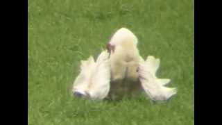 реферат птица дрофа