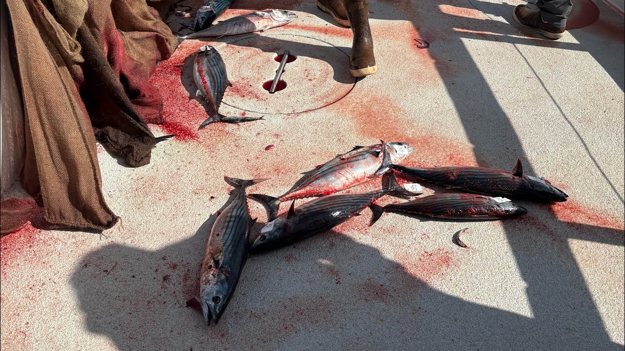 BONITO SEASON ‼️Seaforth landing half day charter trip 