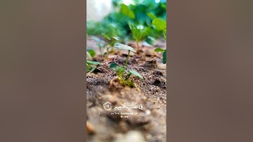 (وَالسَّابِقُونَ السَّابِقُونَ) القارئ مصطفى شريف