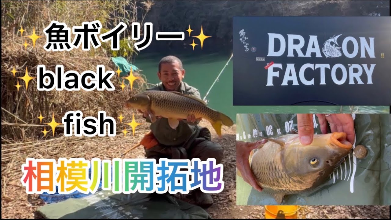 ✨DORAGONFACTORY✨開拓地相模川へ‼️