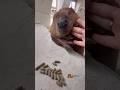 ニニちゃんVSペレット🤭 Nini VS pellets 🤭 #ビーバー #beaver #cuteanimals #かわいい動物 #animalshorts #癒し #阿蘇ファームランド
