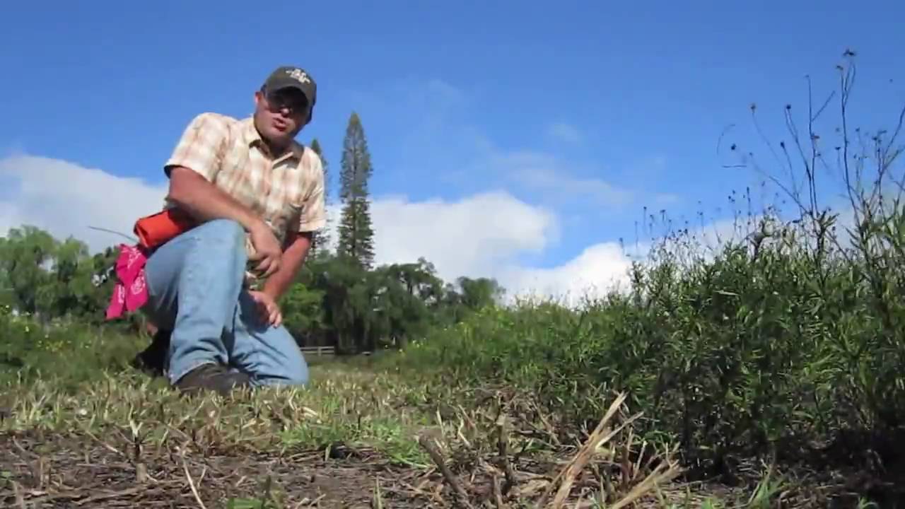 Utilizing Wet Blade® to control Fireweed - YouTube