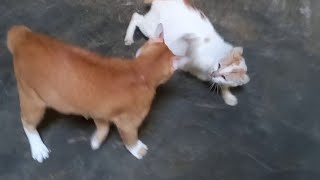 kucing oyen sakit hati kena cakar