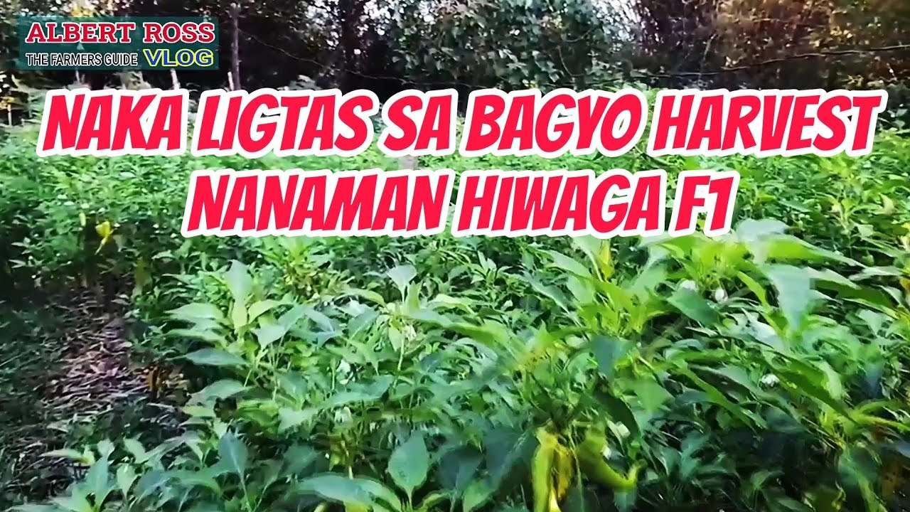 HIWAGA F1 150 DAT. HARVEST ULIT 