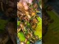 Nati Koli fry #chickenrecipes #chickenpepperdry #viralvideo #youtubeshorts #krpuram #nonveg