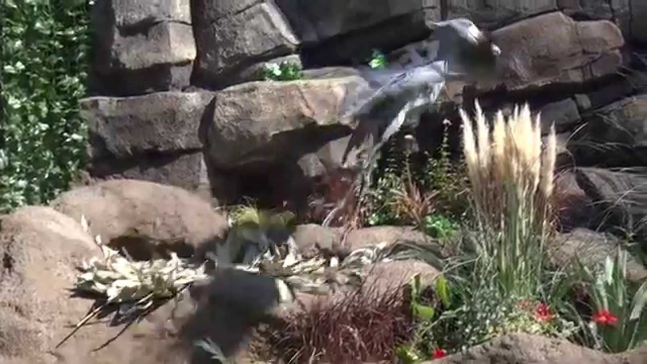 ハシビロコウ飛んだ