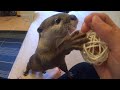 カワウソさくら ぷきゅぷきゅ言いながらジャーキーを探し求める Otter eating while squeaking