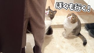 仕事始めのママと一緒に出勤しようとする親子猫w