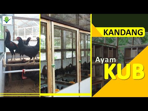 Ternak Ayam Kampung Unggul | SISTEM KANDANG