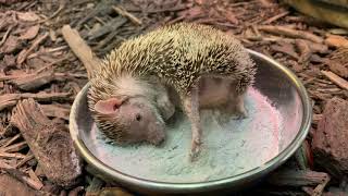 Dust Bath with a Madagascar Hedgehog Tenrec