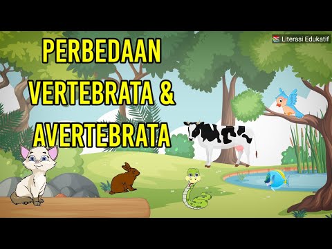 Video: Dalam karakter apa vertebrata berbeda dari invertebrata?