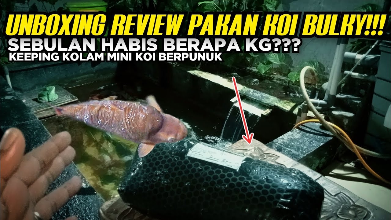 UNBOXING REVIEW PAKAN KOI BULKY HABIS BERAPA KG SEBULAN YouTube unboxing-review-pakan-koi-bulky-habis-berapa-kg-sebulan-youtube