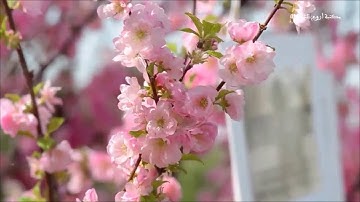 سورة مريم بتلاوة مميزة للقارئ وديع اليمني Surah Maryam by qari Wadi Al Yamani