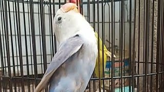 MASTERAN LOVEBIRD KONSLET PALING DICARI