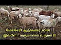 மேச்சேரி ஆடு வளர்ப்பு பற்றி யாரும் சொல்லாத தகவல்கள் || mecheri goat farms in tamil || uzhavan magan