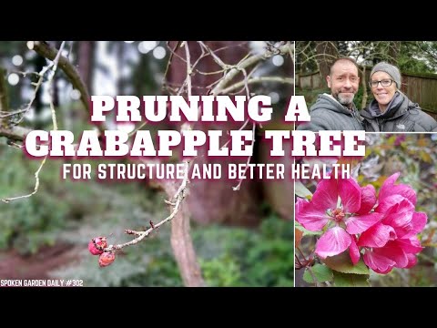 فيديو: Weeping Crabapple Care - كيفية زراعة لويزا كرابابل في المناظر الطبيعية