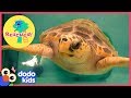 Huge Sea Turtle Was In Trouble Until A Team Of Heroes Saved Her | Animal Videos For Kids | Dodo Kids