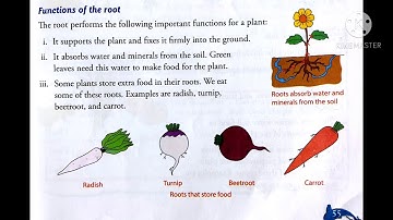 Class 3 | Science | Chapter 7-Plants