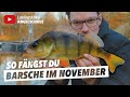 FANGGARANTIE - So fängst du BARSCHE im November 🎣 ✅