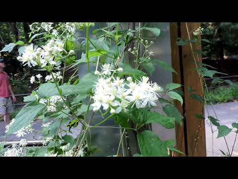 Βίντεο: Growing A Virgin's Bower Vine: Virgin's Bower Clematis Care In Gardens