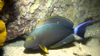 Les petits poissons dans l'eau - Plongée en Nouvelle-Calédonie
