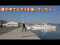 まさかっ？港でヒラメを狙っていたら・・・　別の高級魚が食いついた！
