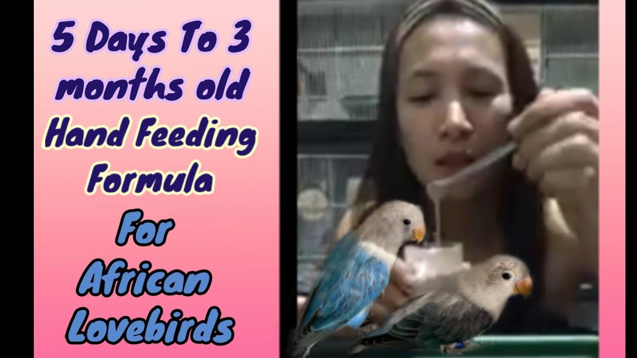 Feeding African Lovebirds Hand Feeding Formula For My Dun Fallow Project. YouTube