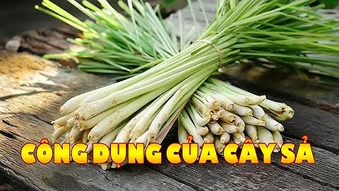 Bất ngờ trước 15 lợi ích của cây sả đối với sức khỏe | cây cỏ Việt Nam