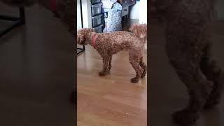 Funny dog barking on himself. #cavoodle #cavoodlepuppy #doglover #dogbarking #pets #dog