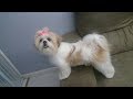 Lhasa Apso - Clarinha (até os 8 meses) の動画、YouTube動画。