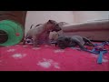 Thai Ridgeback Dog ⭐ Thia Melian et Tar-menel ⭐ Тайский риджбек