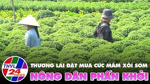 Thương lái đặt mua cúc mâm xôi sớm, nông dân phấn khởi
