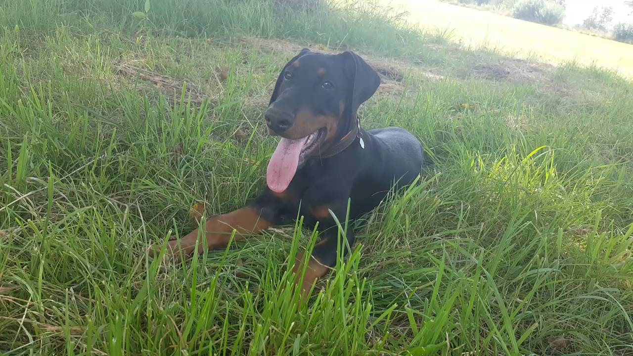 Doberman Puppy 12 Weeks Old Not Cropped And Floppy German Dobermann Youtube