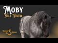 Moby - FULL VIDEO || Percheron || Trail Horse || Blue Roan