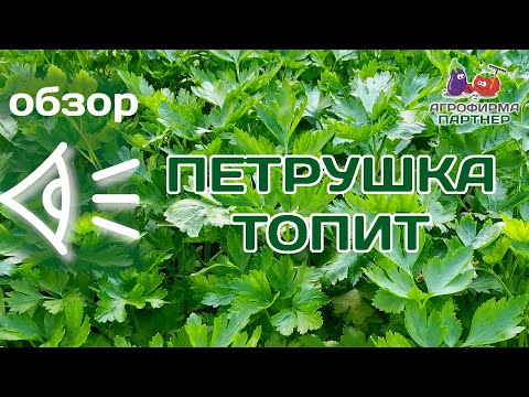 Обзор петрушки листовой Топит F1