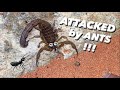 ARMY of ANTS plotted to ASSASSINATE my SCORPION !!! ~ I saved his life !!!