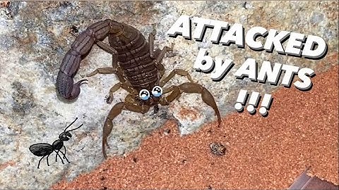 ARMY of ANTS plotted to ASSASSINATE my SCORPION !!! ~ I saved his life !!!