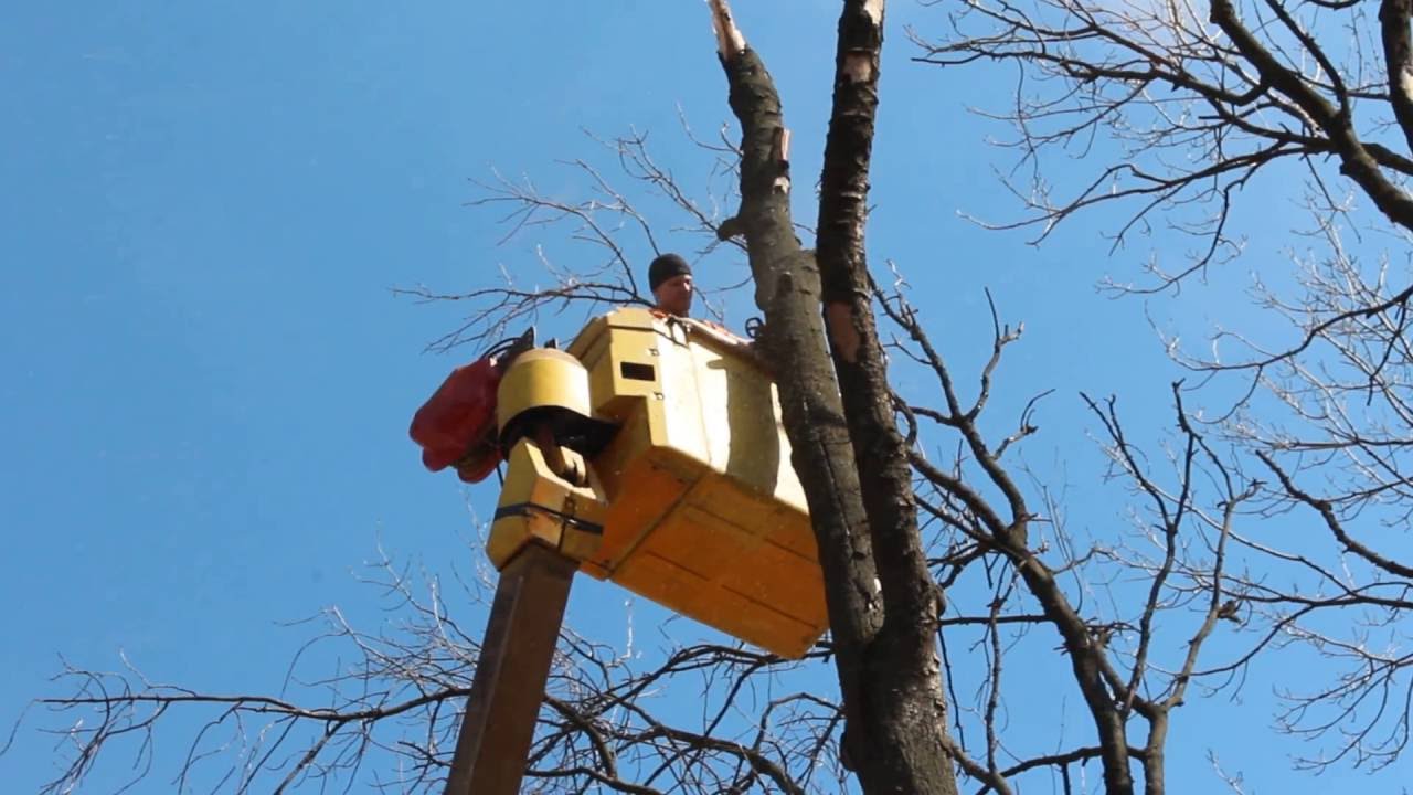 Опиловка деревьев в городе (www.pro-alpinizm.ru) - YouTube